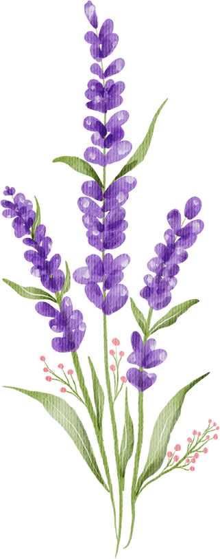 Watercolor purple lavender flower